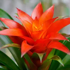 Guzmania - bereket ve yükselişin tropikal sembolü