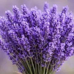 Lavanta - huzur ve dinginlik aromatik sembolü
